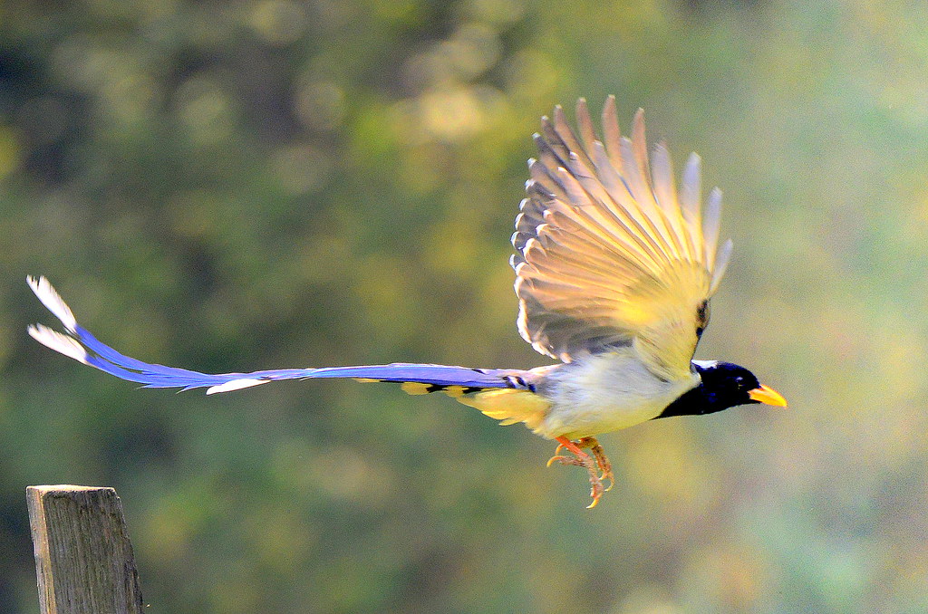 Black Birds with Yellow Beaks - Yellow-billed Magpie