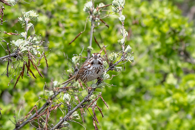 Song Sparrow gaze