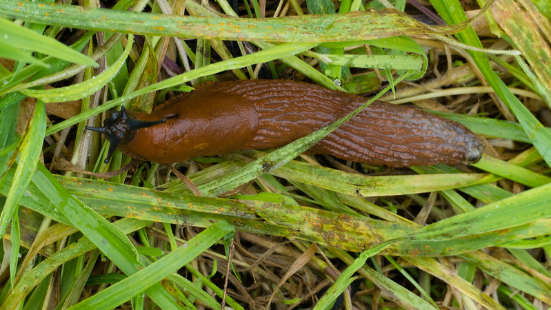 Red slug, Compton Rough