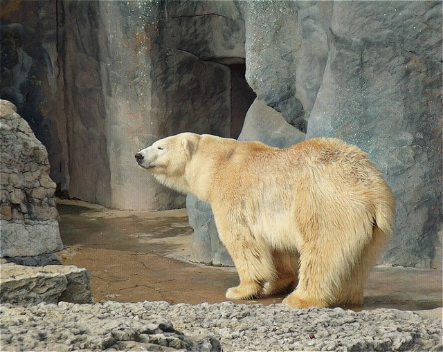 Polar Bear After a Swim