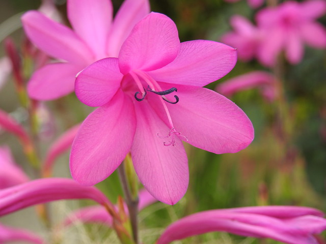 Bugle Lily/Watsonia