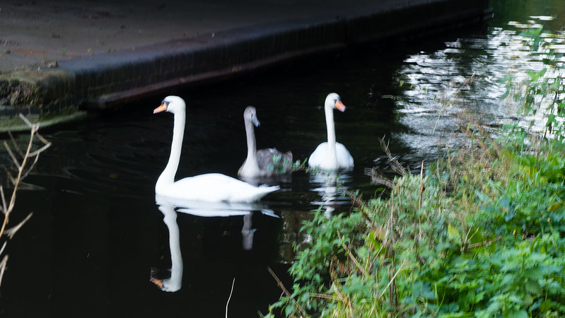Swan family fleeing, Newbridge