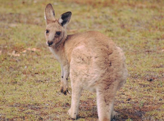 Wild Eastern Grey Kangaroo (Macropus giganteus)