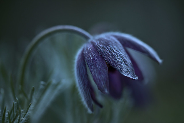 Purple pasque flower