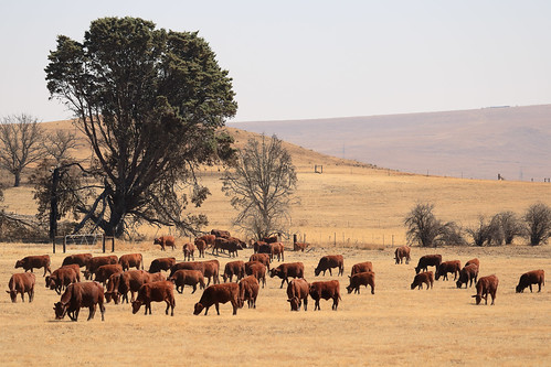 canon 2000 d 2000d ef 100400 100 400 f4556 f 45 56 l is ii usm voyage travel travelling reise vacation south africa südafrika rsa free state winter cattle cow cows rind rinder kuh kühe farm ranch bauernhof