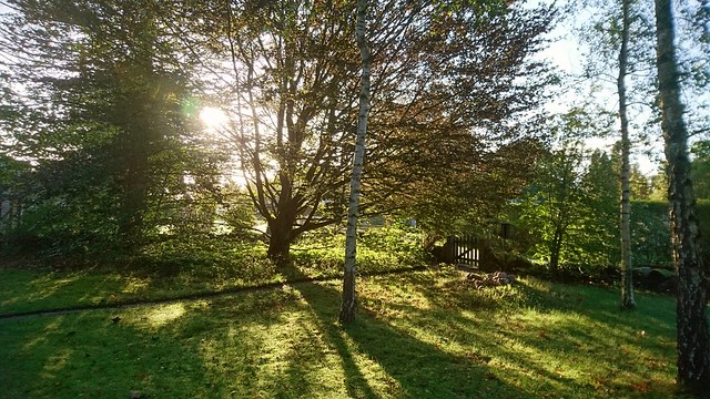 En bild från en lugn och skön morgon i vår trädgård