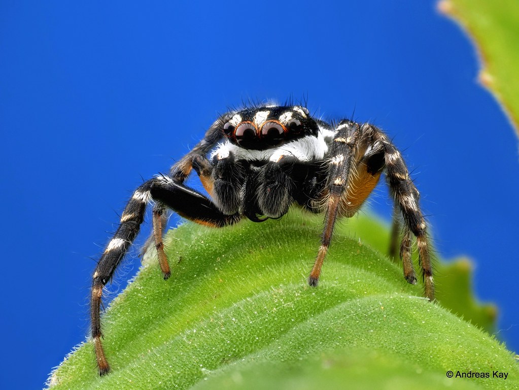 Video: Jumping Spider, Freya decorata, Salticidae