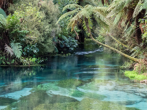newzealand bluespring nature landscape water