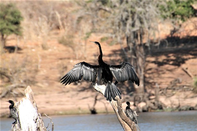 African Darter, Chobe River, BOTSWANA 20140803