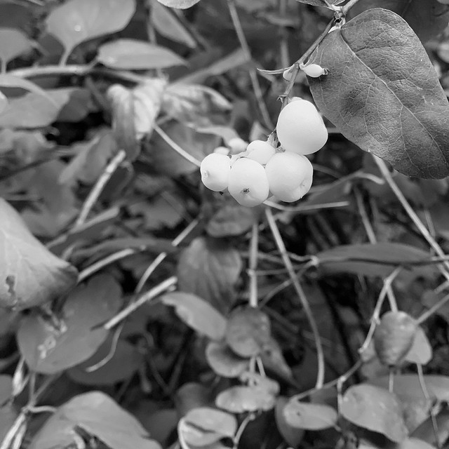 Common Snowberries