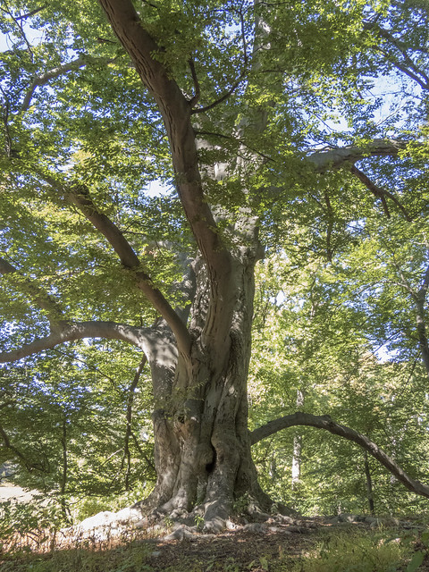 Giant Beech Tree