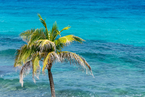 mexico cancun sonya7rii hyattziva caribbean palmtree ocean sea