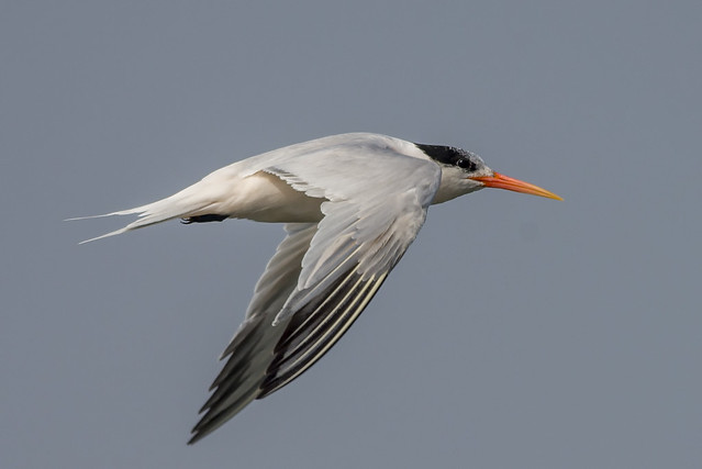 Elegant Tern ©