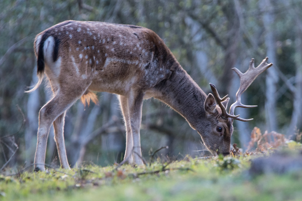 Fallow Deer Dama dama - Buck