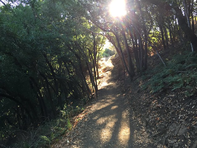 Morning trail