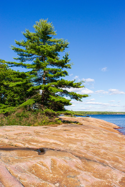 Pine on the Shore