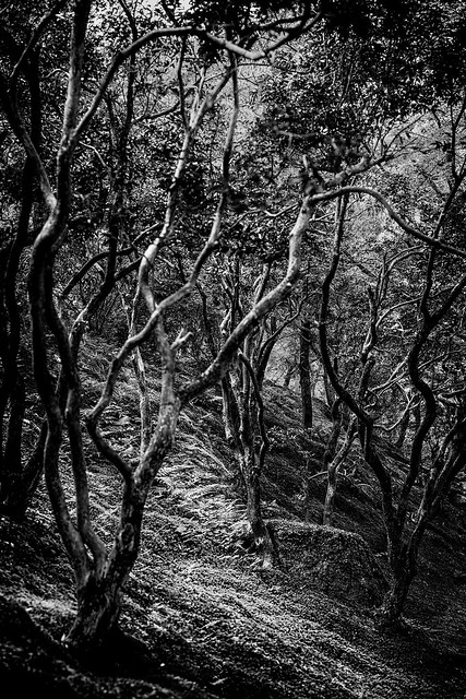 Path between the Branches (_DSC2616)