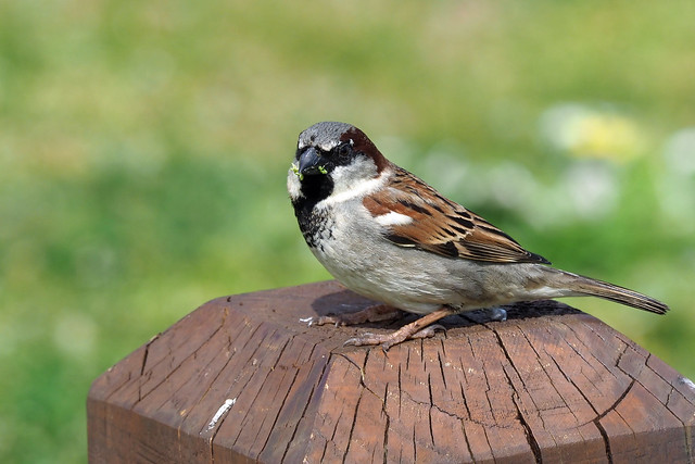 European House Sparrow (Passer domesticus domesticus)