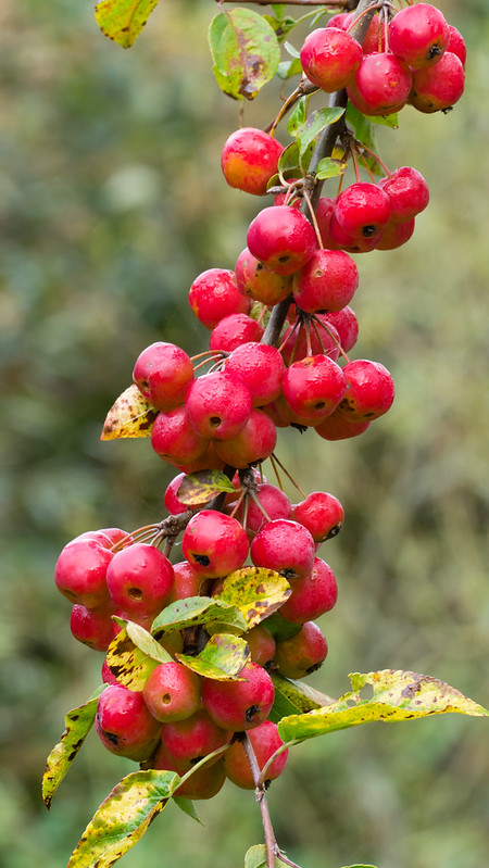 Red: ripening crab apples, Compton Rough