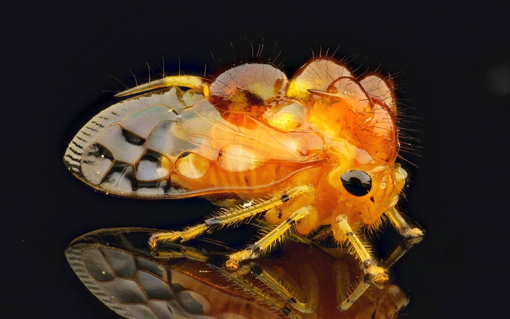 Treehopper, Membracidae