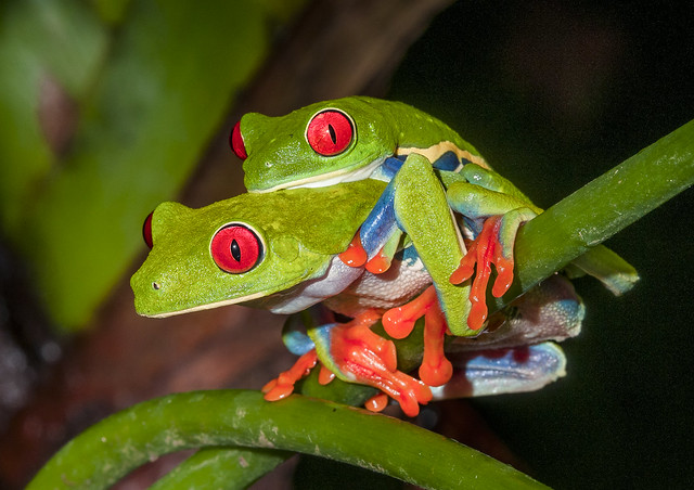Red-eyed Leaf Frogs - Agalychnis callidryas (Hylidae) 110p-6097