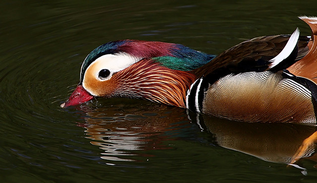 Mandarin Ducking