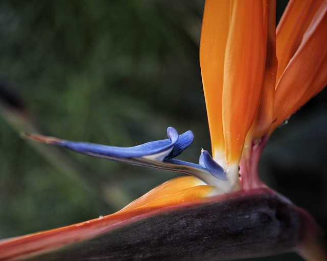 Ave del paraíso (Strelitzia reginae)