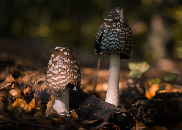 Mushroom Fairytales 2019 - Part 3