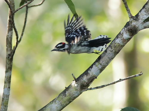 Downy Woodpecker male 03-20191005