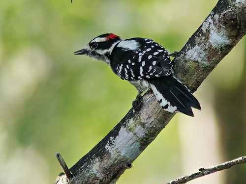 Downy Woodpecker male 01-20191005