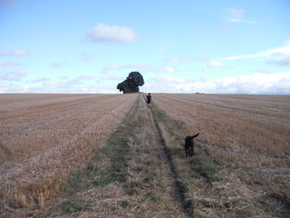 Path through Field with Jogger and Dog SWC 69 - Welwyn Garden City Circular