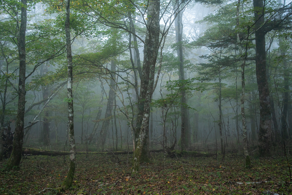 Misty forest-2
