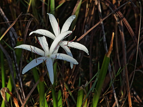 Swamp Lily 20191006