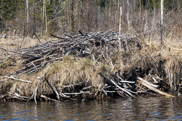Beaver house in the channel into third Heart Lakes, Prince Albert National Park, SK
