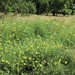Orchard Meadow - Long-horned bee habitat