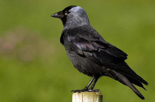 Jackdaw, such a poser!