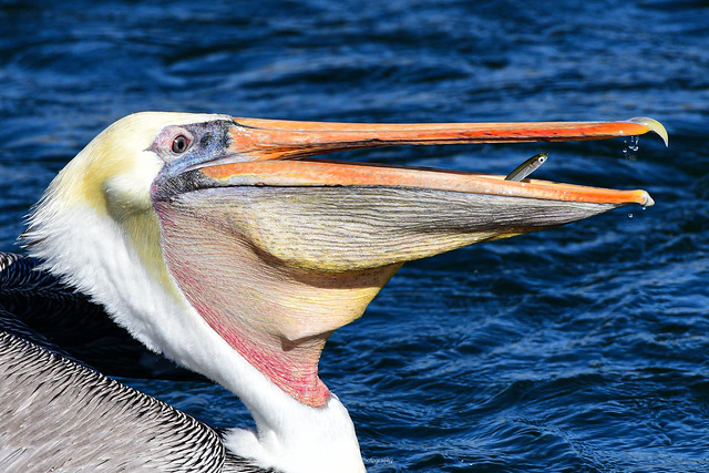 California Brown pelican