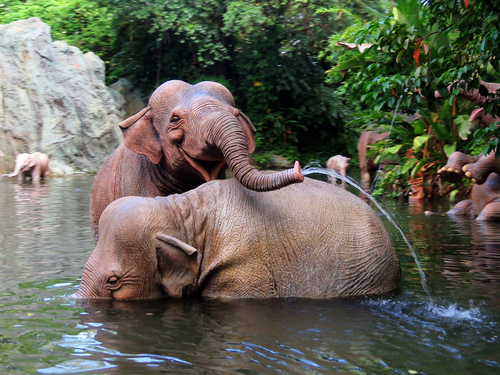 jungle cruise elephant pool