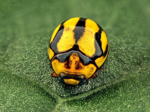Lady Beetle, Coccinellidae