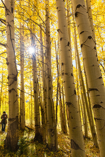 Sun, Aspens, and My Wife for Scale