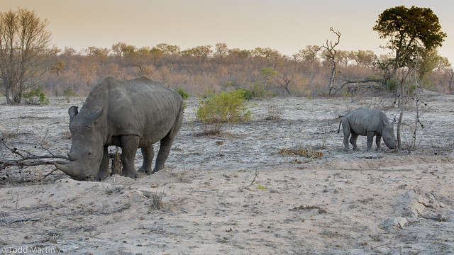 White rhinoceros Mom and Calf (Ceratotherium simum)