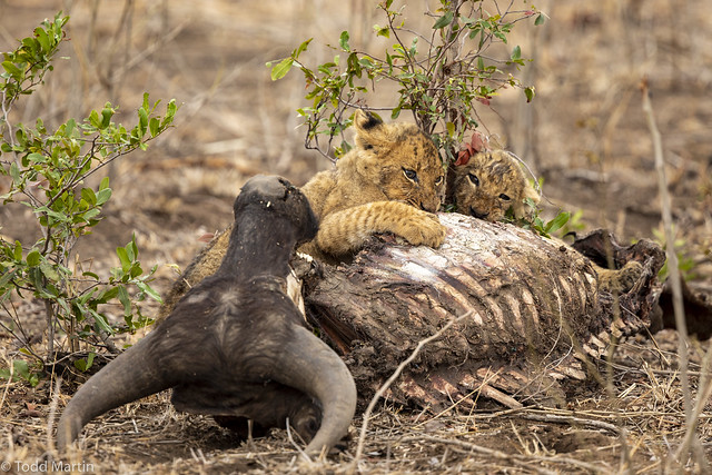 Lion cubs (Panthera leo) gnawing away at a buffalo carcass