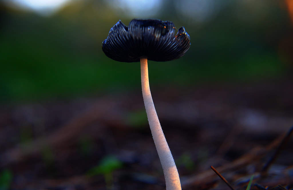 Mushroom (Macro)