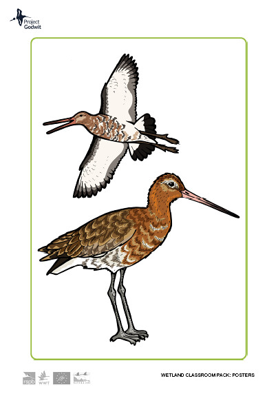Black-tailed Godwit Poster