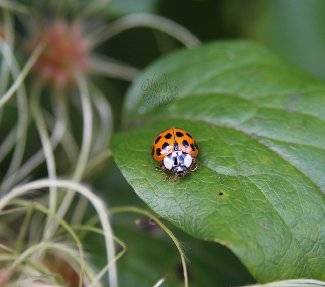 Harlequin Ladybird,  (Harmonia axyridis)