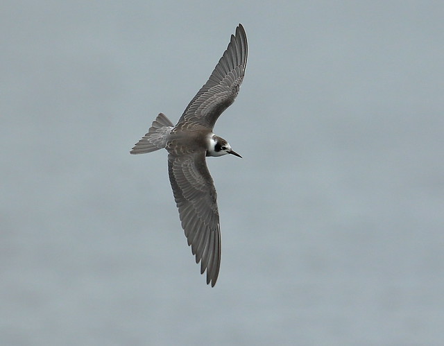 American Black Tern   Dorset