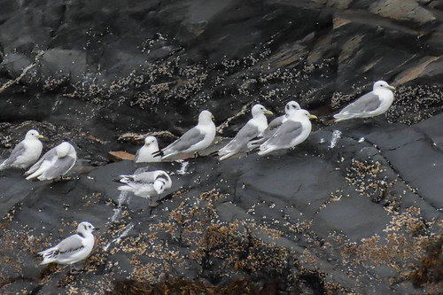 Black-Legged Kittiwakes -  Nesting Colony | by Lee J2