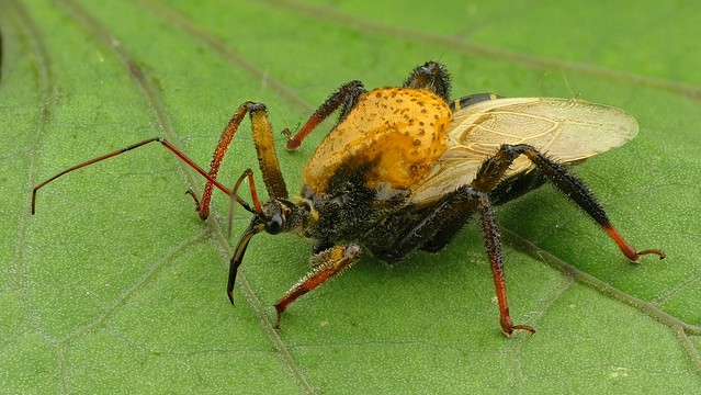 Bee Assassin, Notocyrtus sp., Reduviidae