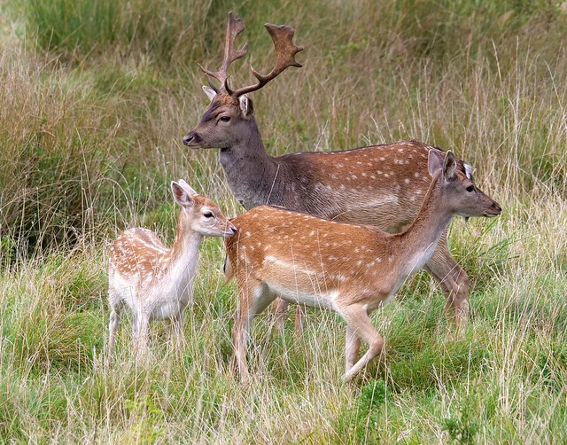 Fallow deer family. Warwickshire