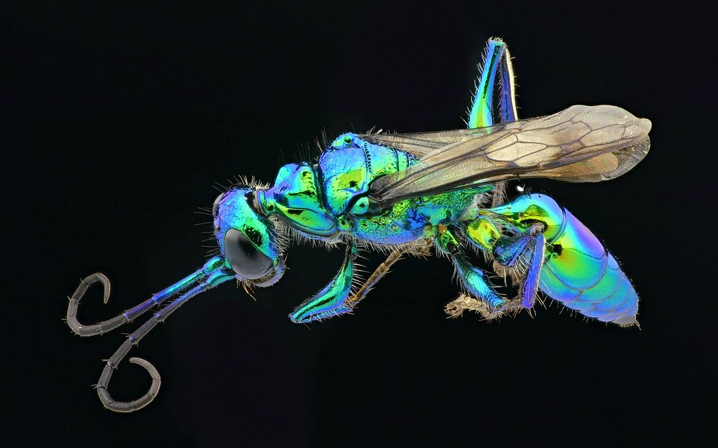 Cockroach Wasp, Ampulex sp.